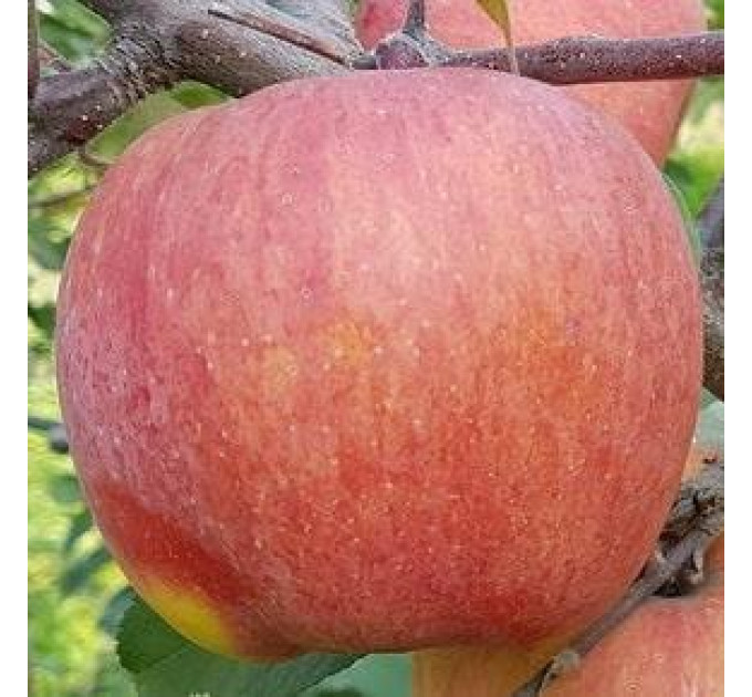 Саджанці яблуні зимової сорт Фуджі Ятака, підщепа 54-118