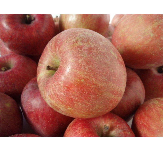 Саджанці яблуні зимової сорт Фуджі Ятака, підщепа 54-118