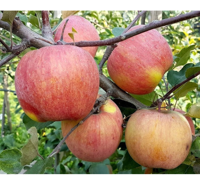 Саджанці яблуні зимової сорт Фуджі Ятака, підщепа 54-118