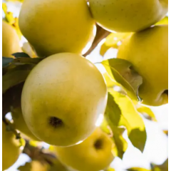 Саджанці яблуні сорт Місяць 