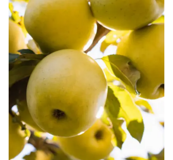 Саджанці яблуні сорт Місяць