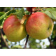 Саженцы яблони зимней сорт Топаз, подвой 54-118