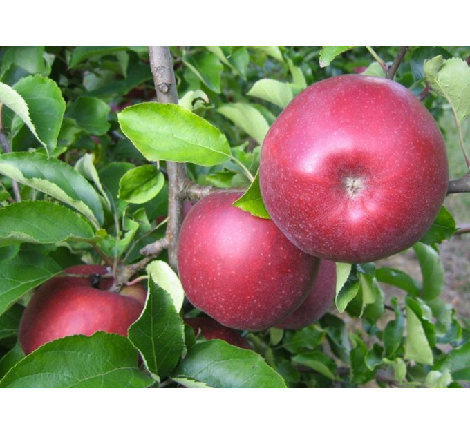 Яблоня зимняя сорт Ред Джонапринц