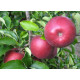 Яблоня зимняя сорт Ред Джонапринц