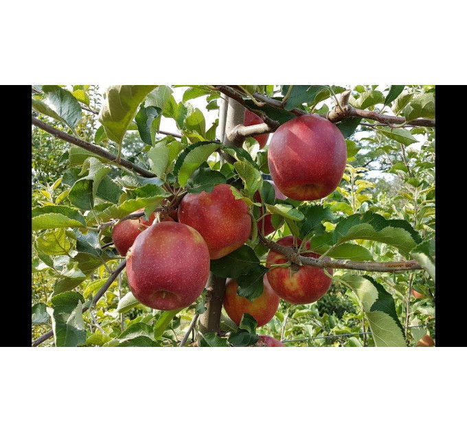 Яблоня зимняя сорт Ред Джонапринц