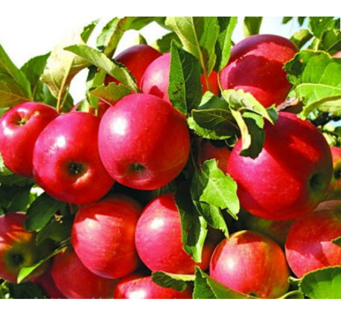 Саджанці яблуні зимової сорт Айдаред, підщепа 54-118