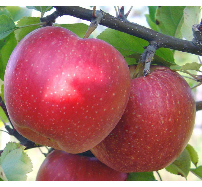 Саджанці яблуні зимової сорт Айдаред, підщепа 54-118