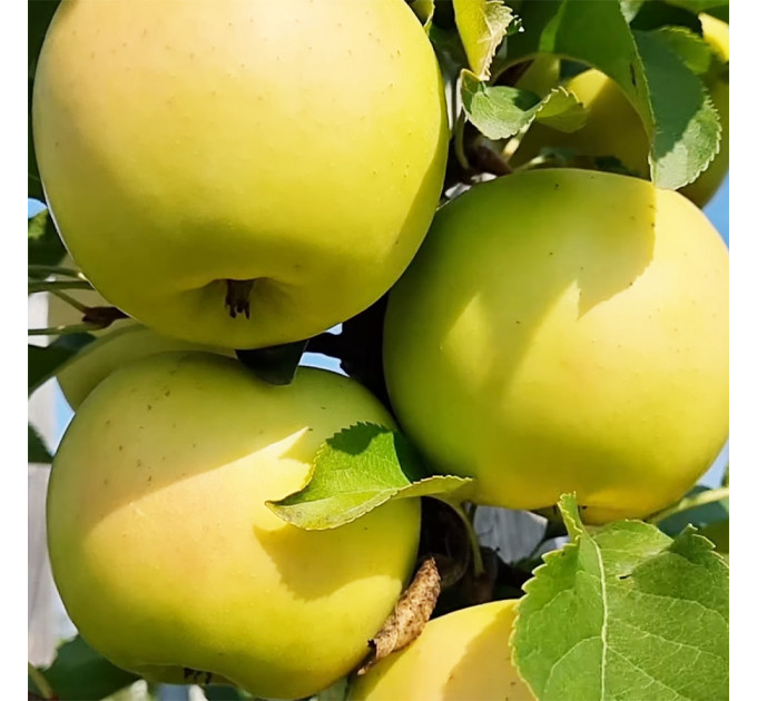 Саджанці яблуні сорт Луна