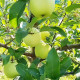 Саджанці яблуні сорт Луна