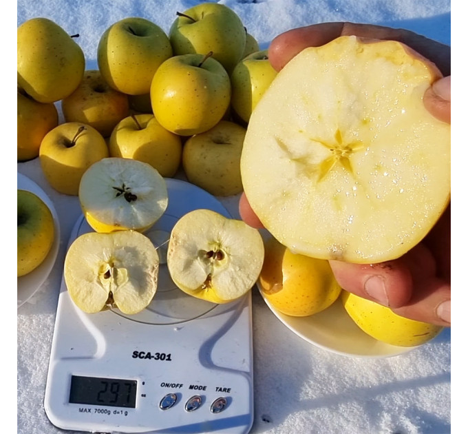 Саджанці яблуні сорт Луна