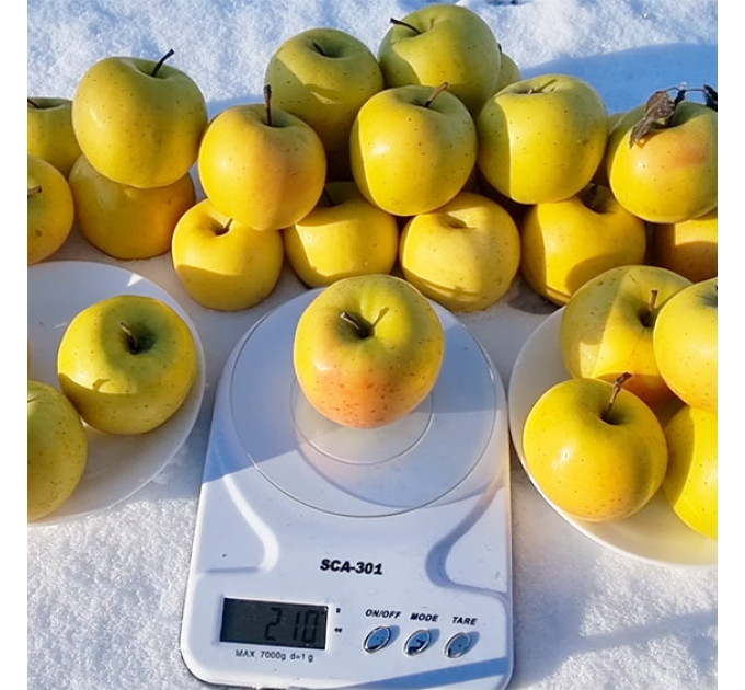 Саджанці яблуні сорт Луна