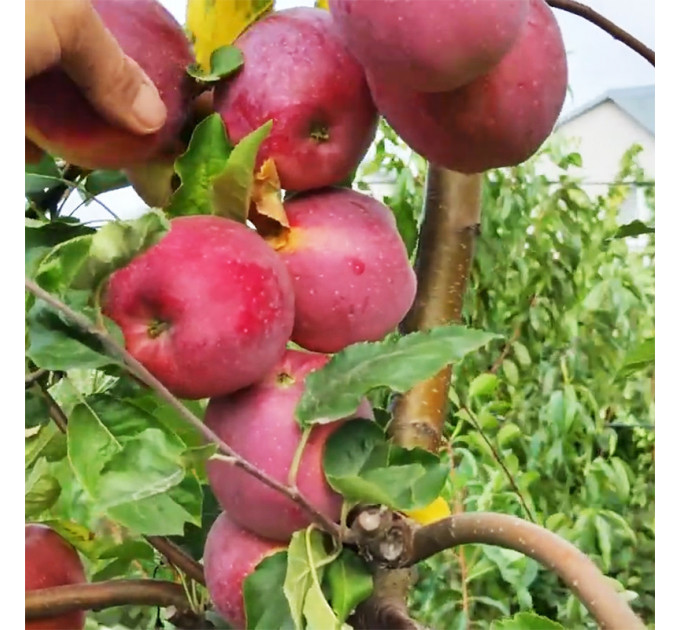 Яблоня сорт Флорина, позднеспелый сорт подвой 54-118