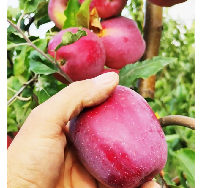 Яблоня сорт Флорина, позднеспелый сорт подвой 54-118