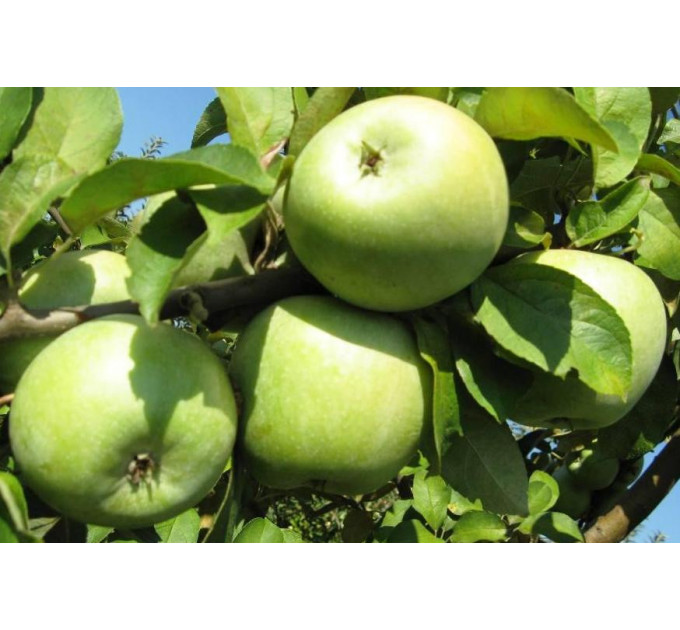 Саженцы яблони зимней сорт Ренет Симиренко, подвой 54-118