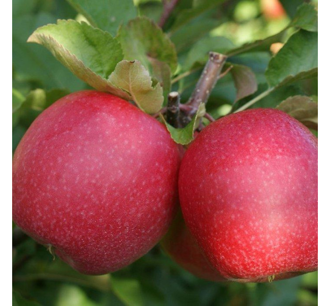 Саженцы яблони зимней сорт Пинк Леди, подвой 54-118