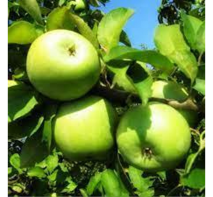 Саженцы яблони зимней сорт Ренет Симиренко, подвой 54-118