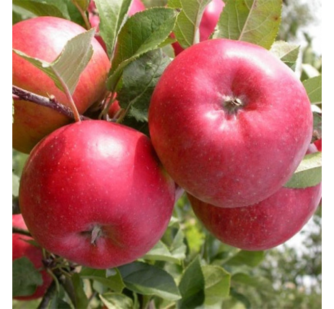 Саженцы яблони зимней сорт Топаз, подвой 54-118