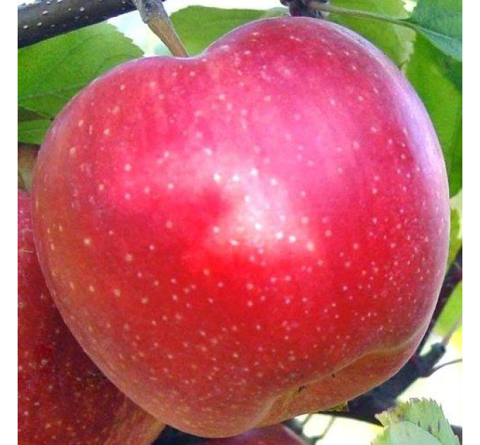 Саженцы яблони зимней сорт Пинк Леди, подвой 54-118