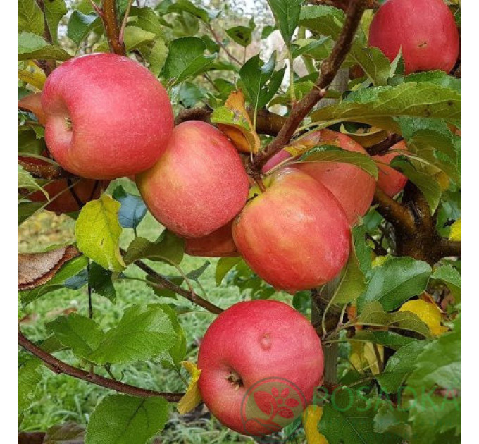 Саженцы яблони зимней сорт Пинк Леди, подвой 54-118