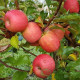 Саженцы яблони зимней сорт Пинк Леди, подвой 54-118
