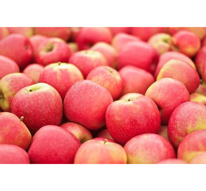 Саженцы яблони зимней сорт Пинк Леди, подвой 54-118