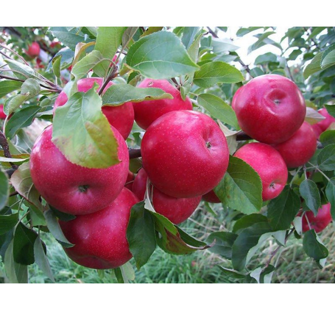 Саджанці яблуні зимового сорт Айдаред, підщепа 54-118