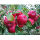 Саджанці яблуні зимового сорт Айдаред, підщепа 54-118