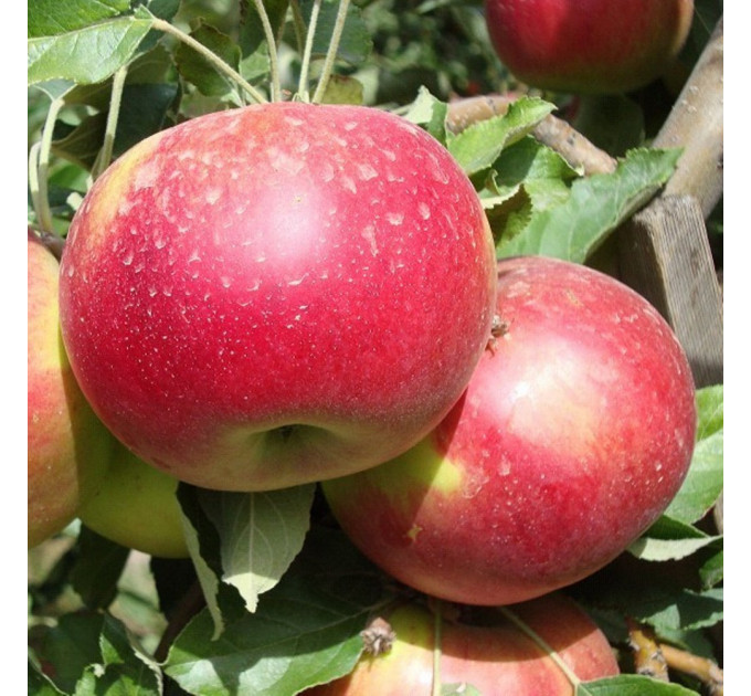 Саджанці яблуні зимового сорт Айдаред, підщепа 54-118