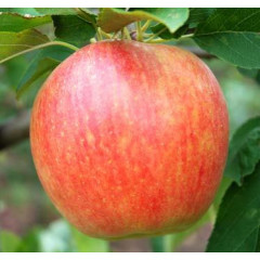 Саженцы яблони зимней сорт Чемпион, подвой 54-118