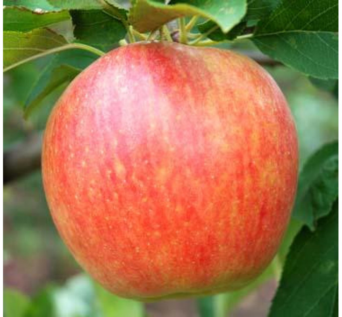 Саженцы яблони зимней сорт Чемпион, подвой 54-118