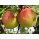 Саженцы яблони зимней сорт Топаз, подвой 54-118