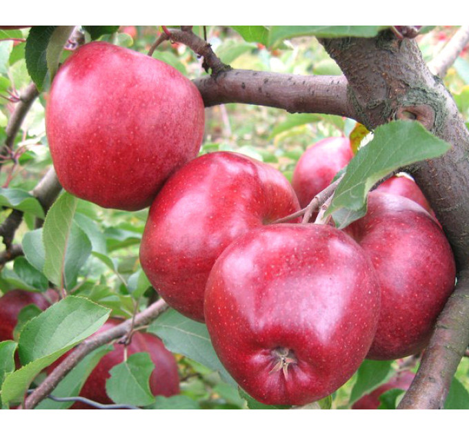 Саженцы яблони зимней сорт Камео, подвой 54-118