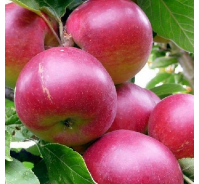 Саженцы яблони зимней сорт Хоней Крисп, подвой 54-118