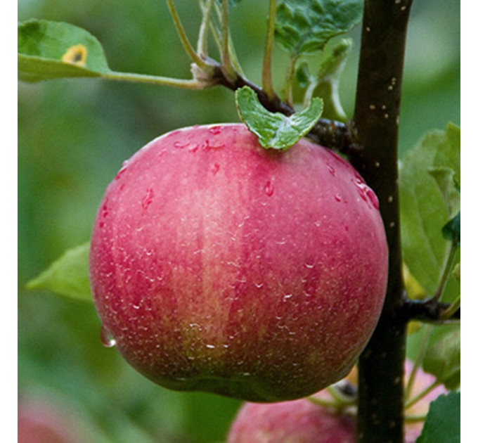 Саджанці яблуні сорт Джонатан