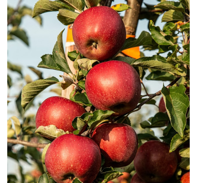 Саженцы яблони зимней сорт Хоней Крисп, подвой 54-118