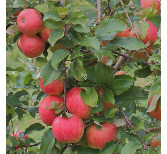 Саженцы яблони зимней сорт Хоней Крисп, подвой 54-118