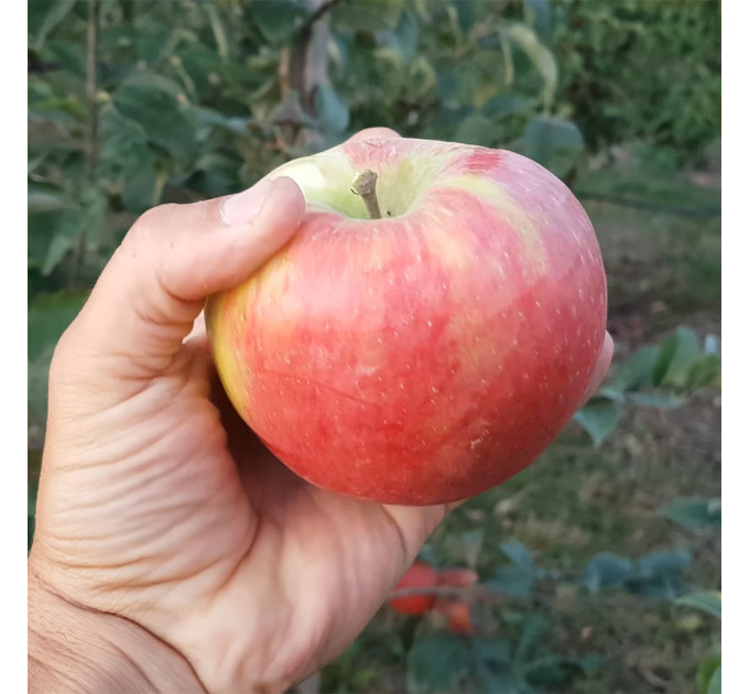 Саженцы яблони зимней сорт Хоней Крисп, подвой 54-118