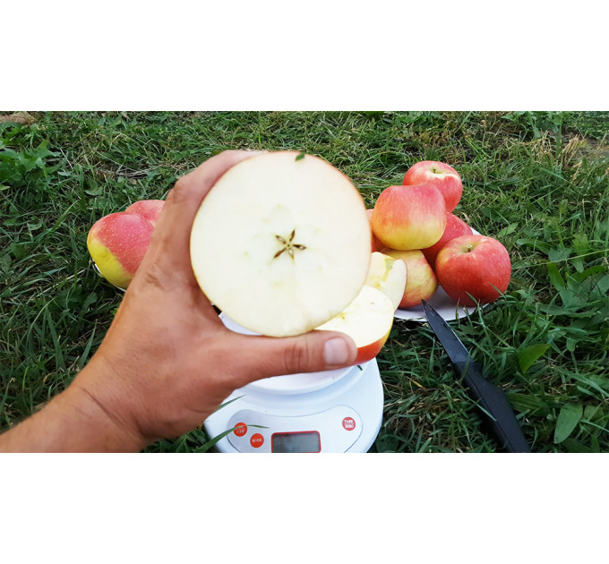 Саженцы яблони зимней сорт Хоней Крисп, подвой 54-118