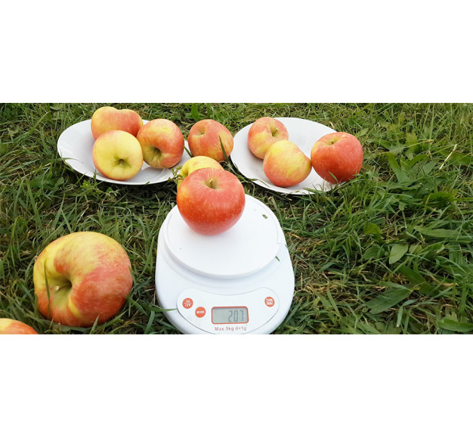 Саженцы яблони зимней сорт Хоней Крисп, подвой 54-118