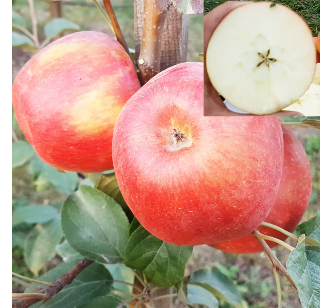 Саженцы яблони зимней сорт Хоней Крисп, подвой 54-118