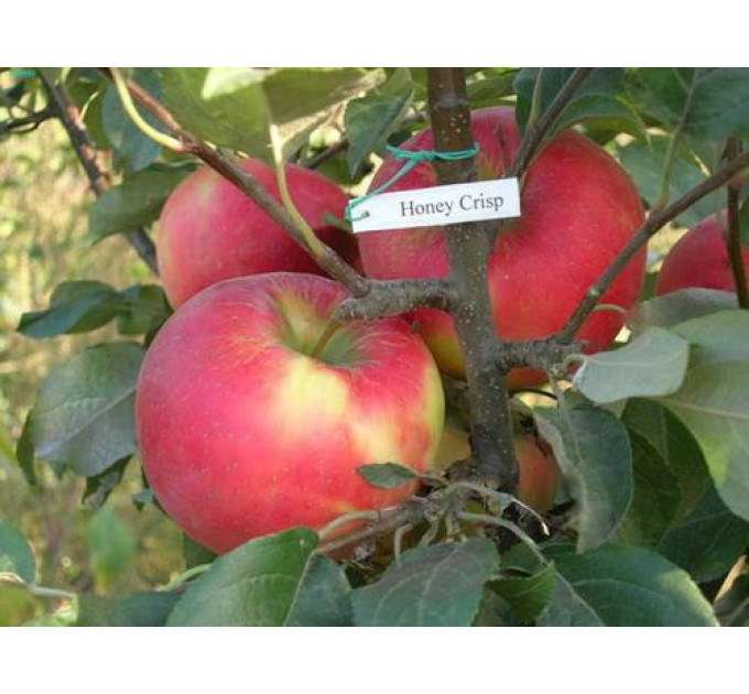 Саженцы яблони зимней сорт Хоней Крисп, подвой 54-118