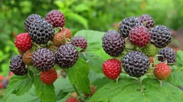 малина сорт Кумберленд