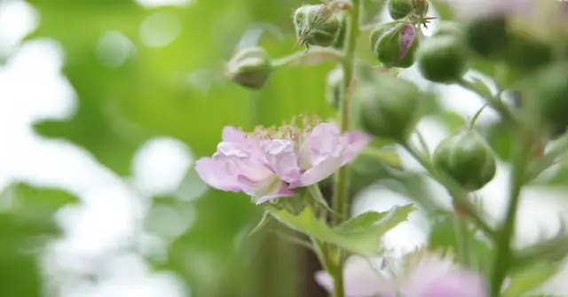 цвітіння малини Кумберленд