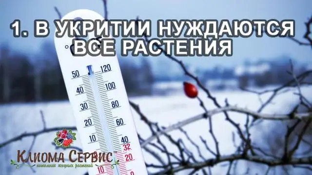 В укритті потребують УСІ рослини в саду