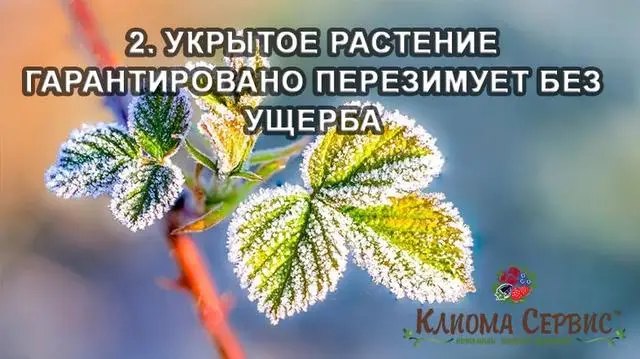 Укрите рослина гарантовано переживе зиму без збитку.