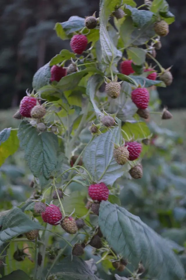 саджанці малини, малина лана