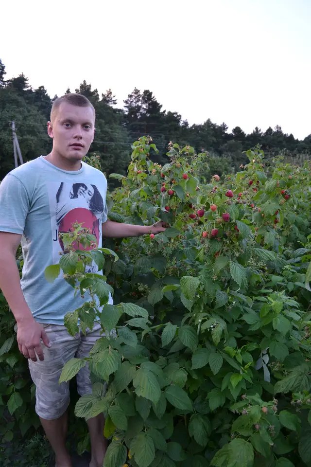 саджанці малини, малина лана