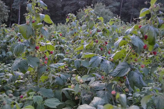 саджанці малини, малина лана