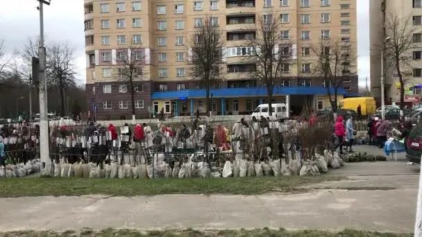 Які дерева краще садити восени