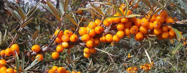 Особливості вирощування обіпихи та препективи для майбутнього бізнесу перспективи вирощування обліпихи в Україні